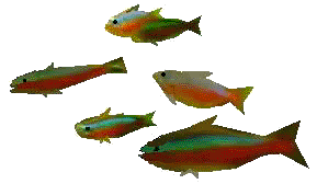 Fische
